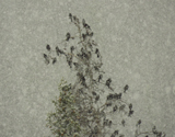 Blackbirds in the snow 