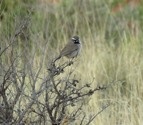 Black-throated Sparrow