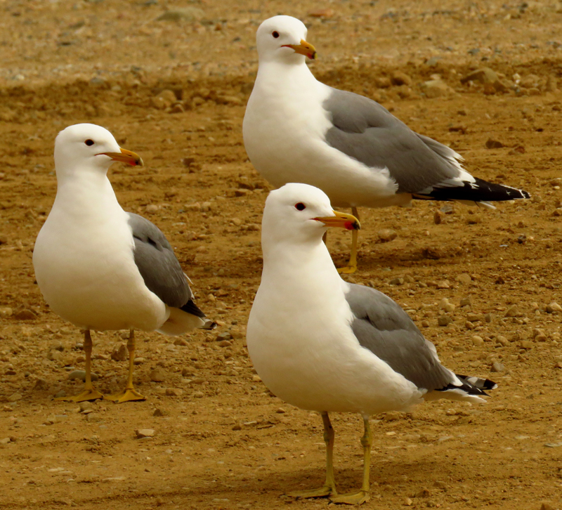 California Gulls 