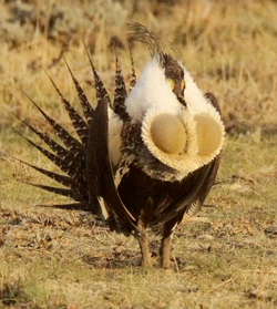 Greater Sage Grouse. Photo by Steve Bird.