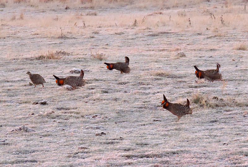 Greater Prairie Chicken lek 