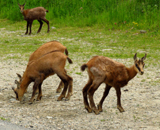 Alpine Chamois