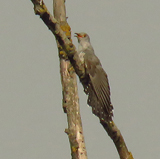 Common Cuckoo