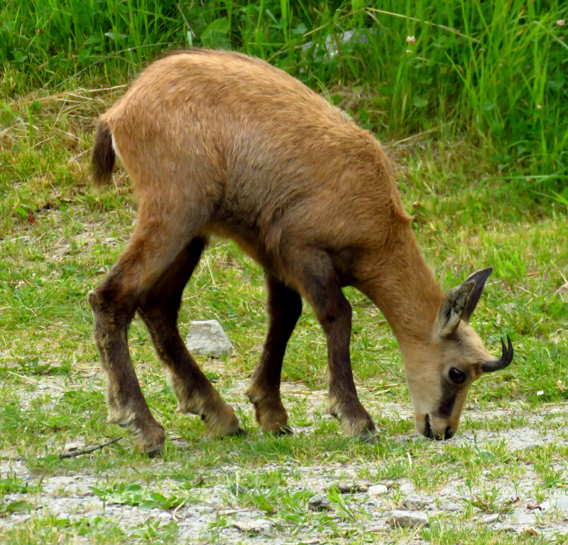 Alpine Chamois 