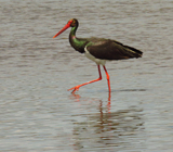 Black Stork 