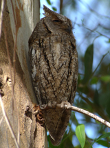 Scops Owl 