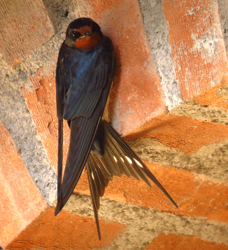 LESVOS: Spring Migration Magic - Barn Swallow