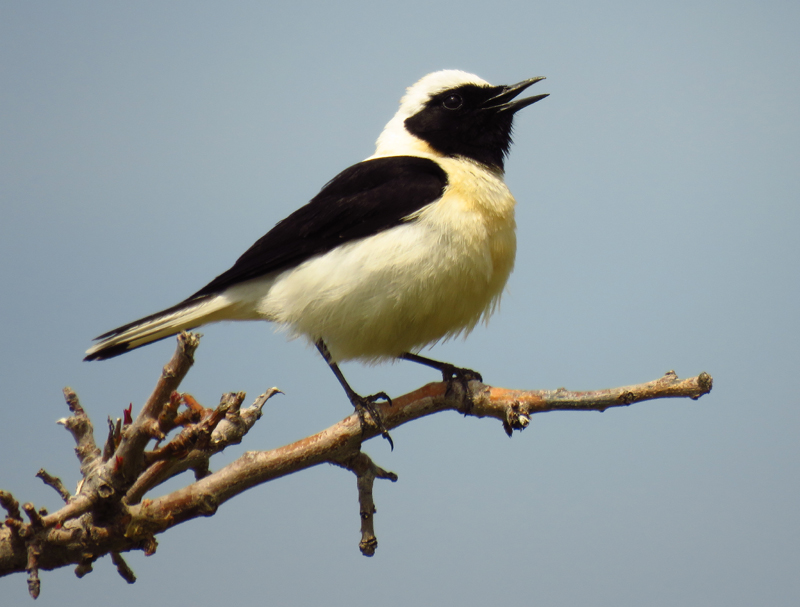 LESVOS: Spring Migration Magic - Black-eared Wheatear