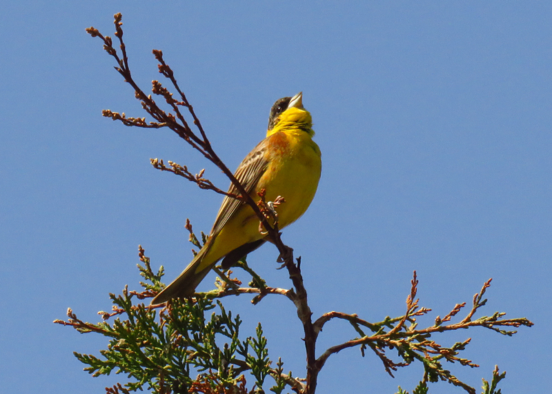 LESVOS: Spring Migration Magic - Black-headed Bunting 