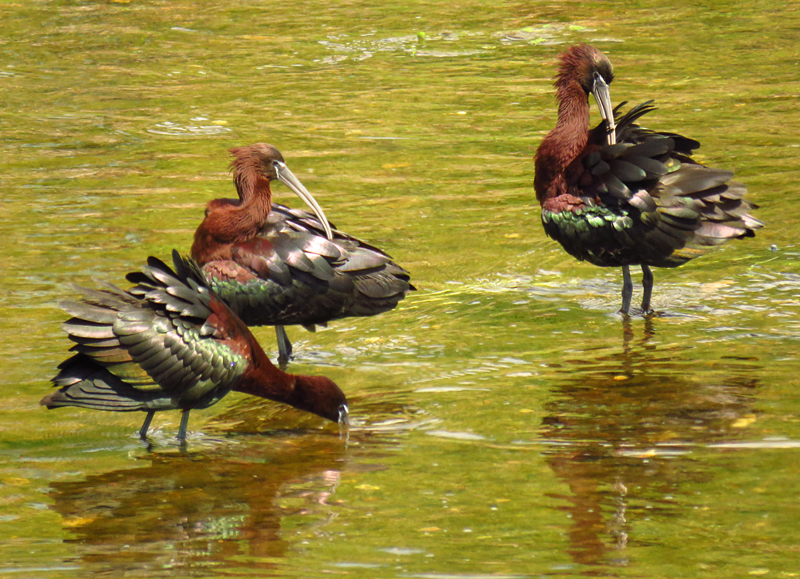 LESVOS: Spring Migration Magic - Glossy Ibis 