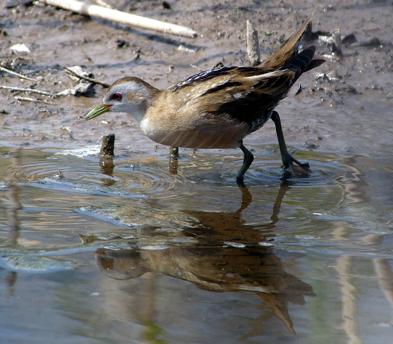 LESVOS: Spring Migration Magic - Little Crake 