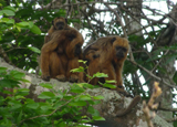 Black and Gold Howler Monkeys 