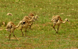 Greater Rhea chicks 