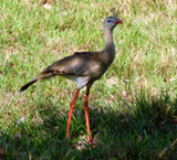 Red-legged Seriema