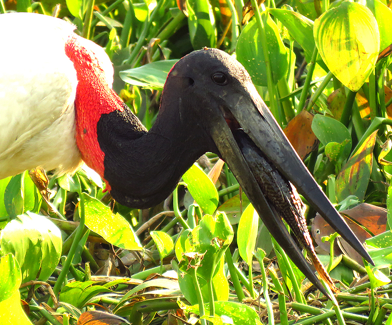 BRAZIL, PANTANAL - Jabiru