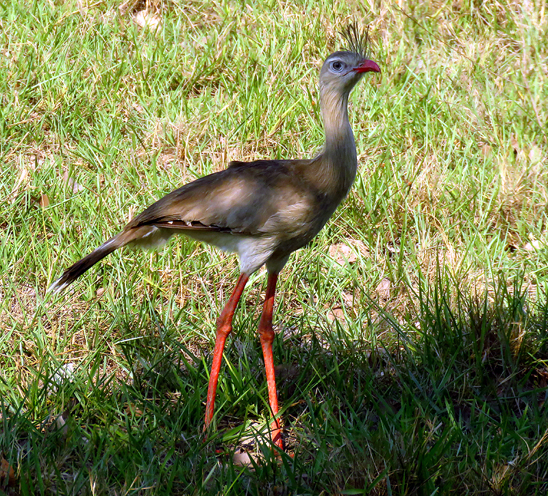 BRAZIL, PANTANAL - Red-legged Seriema 