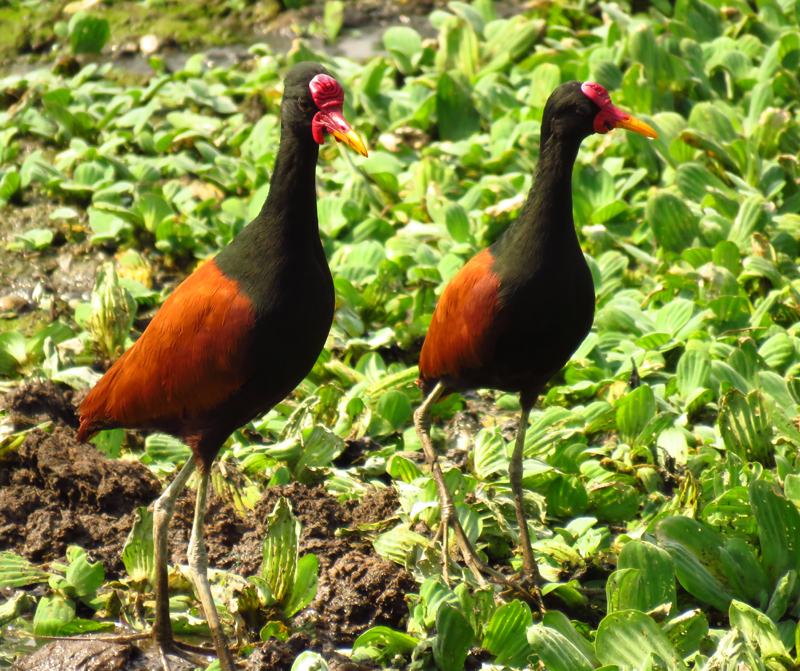 BRAZIL, PANTANAL - Wattled Jacanas 