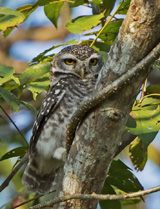Collared Owlet 