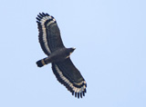 Crested Serpent Eagle 