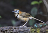 Lesser Necklaced Laughing Thrush 