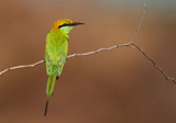 Little Green Bee-eater 