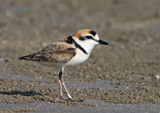 Malaysian Plover