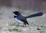 Pied Fantail 