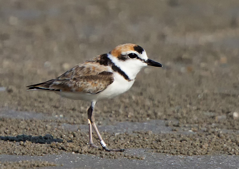 Malaysian Plover 