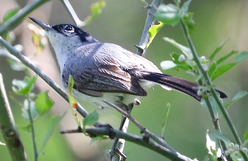 Black-capped Gnatcatcher. Photo by Steve Bird.