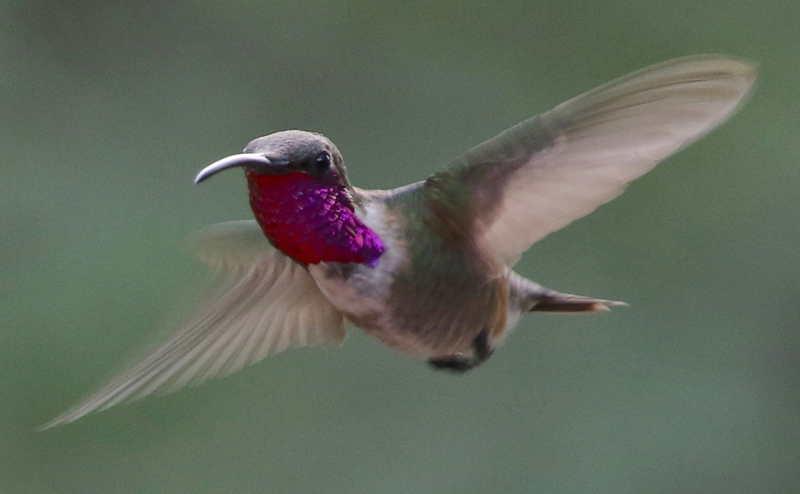 Lucifer Hummingbird. Photo by Frank Mantlik