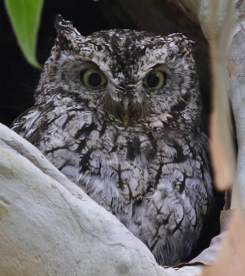 Whiskered Screech-Owl. Photo by Frank Mantlik. 