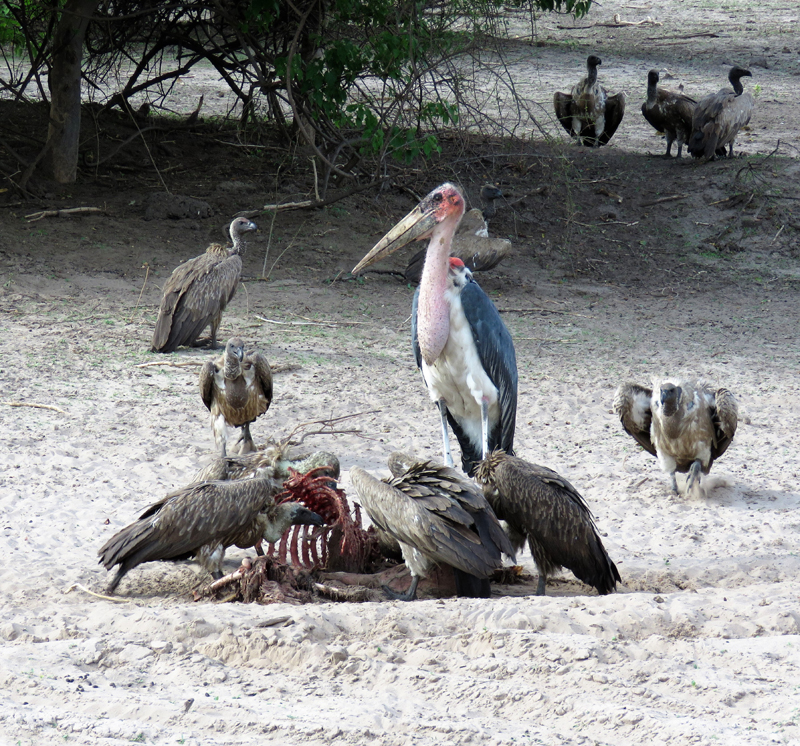 Marabou Storks and White-backed Vultures on a kill