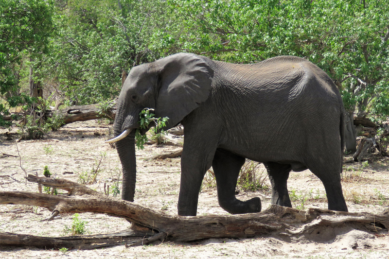 African Elephant