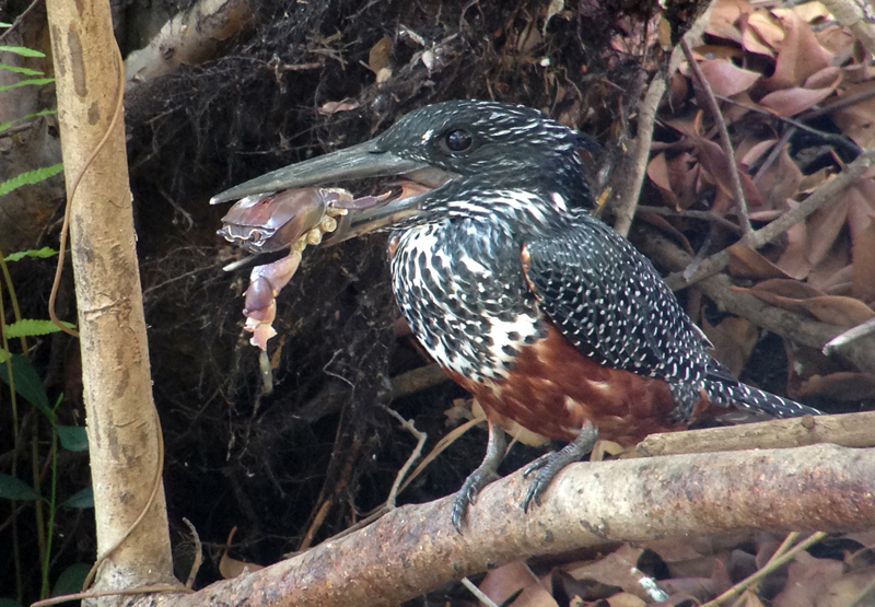 Giant Kingfisher