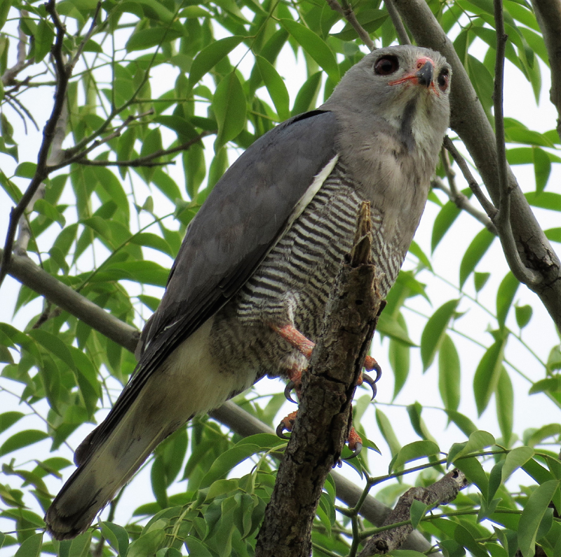 Lizard Buzzard 