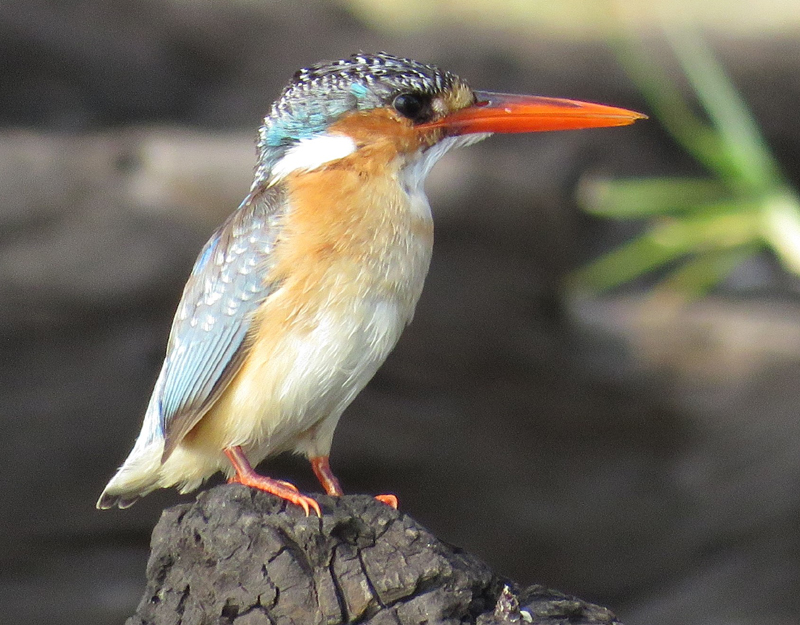 Malachite Kingfisher 