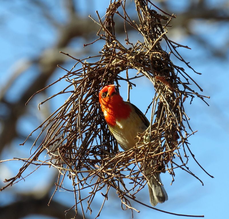 Red-headed Weaver building a nest