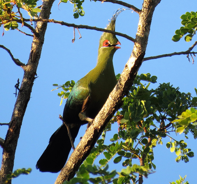 Schalow's Turaco