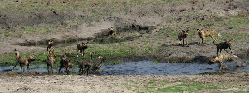 Wild Dogs