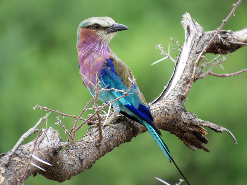 Lilac-breasted Roller