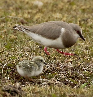 Magellanic Plover with chick. Photo by Steve Bird.