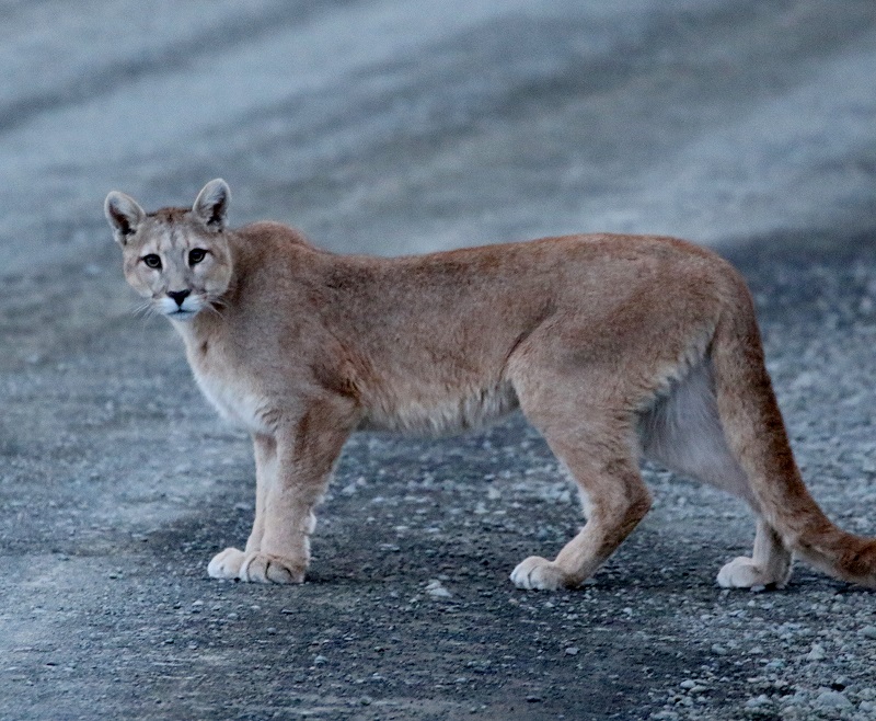 Puma. Photo by Steve Bird. 