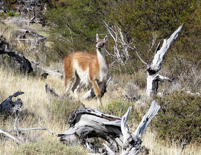 Guanaco. Photo by Gina Nichol. 