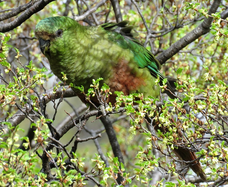 Austral Parakeet. Photo by Gina Nichol. 