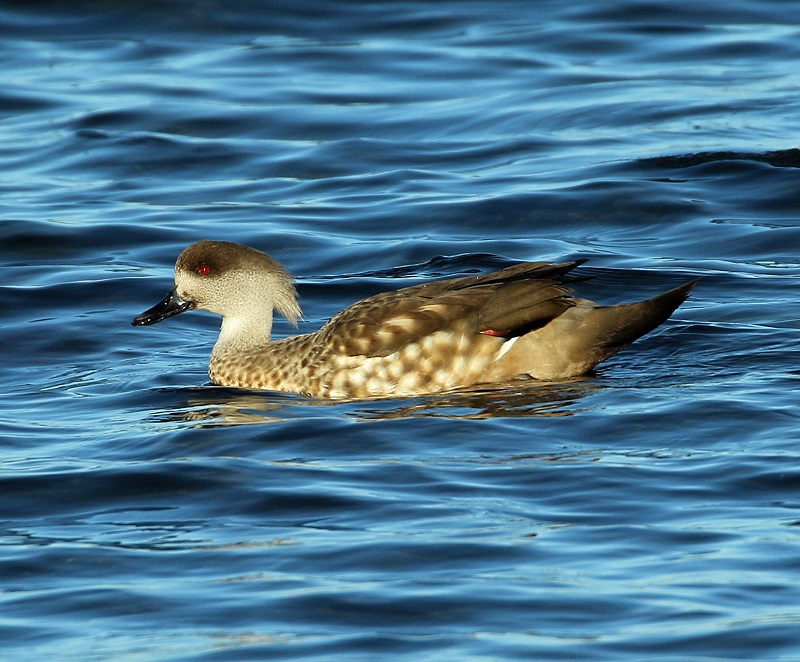 Patagonian Crested Duck. Photo by Steve Bird.