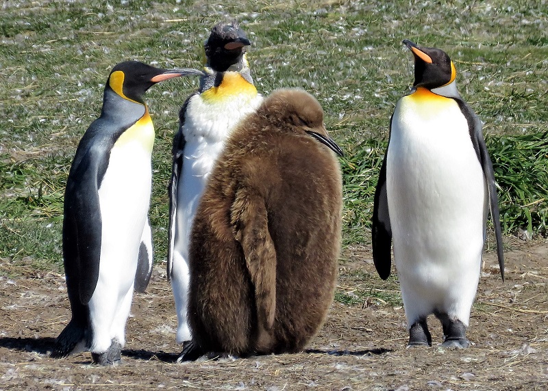King Penguins. Photo by Gina Nichol. 