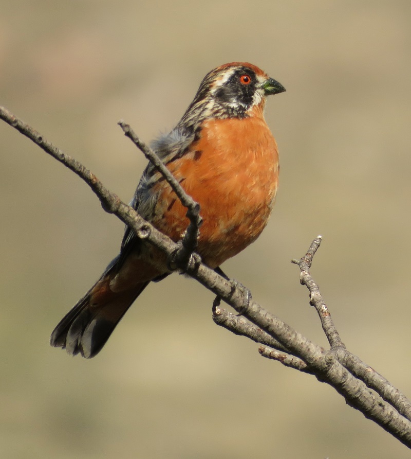 Rufous-tailed Plantcutter. Photo by Gina Nichol.