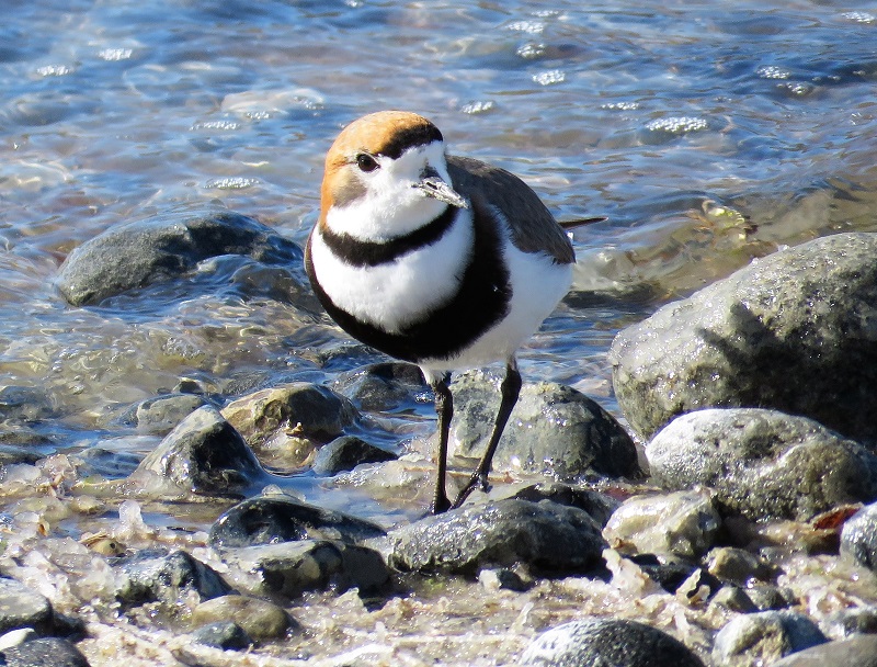 Two-banded Plover. Photo by Gina Nichol. 