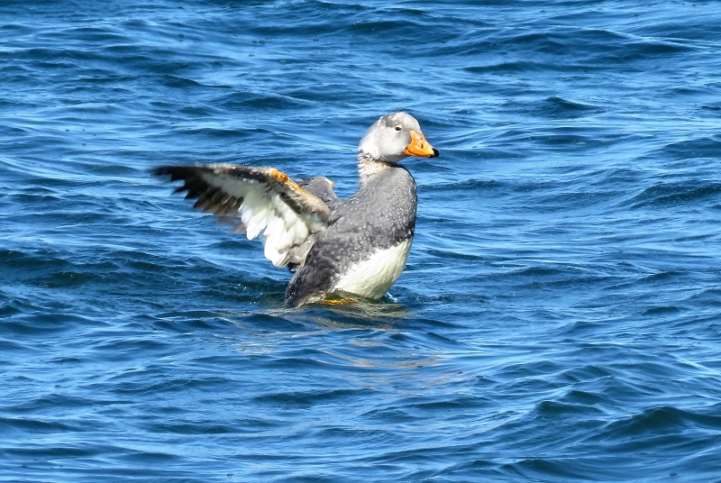Flightless Steamer Duck. Photo by Gina Nichol. 