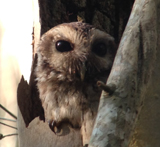 Bare-legged Owl 